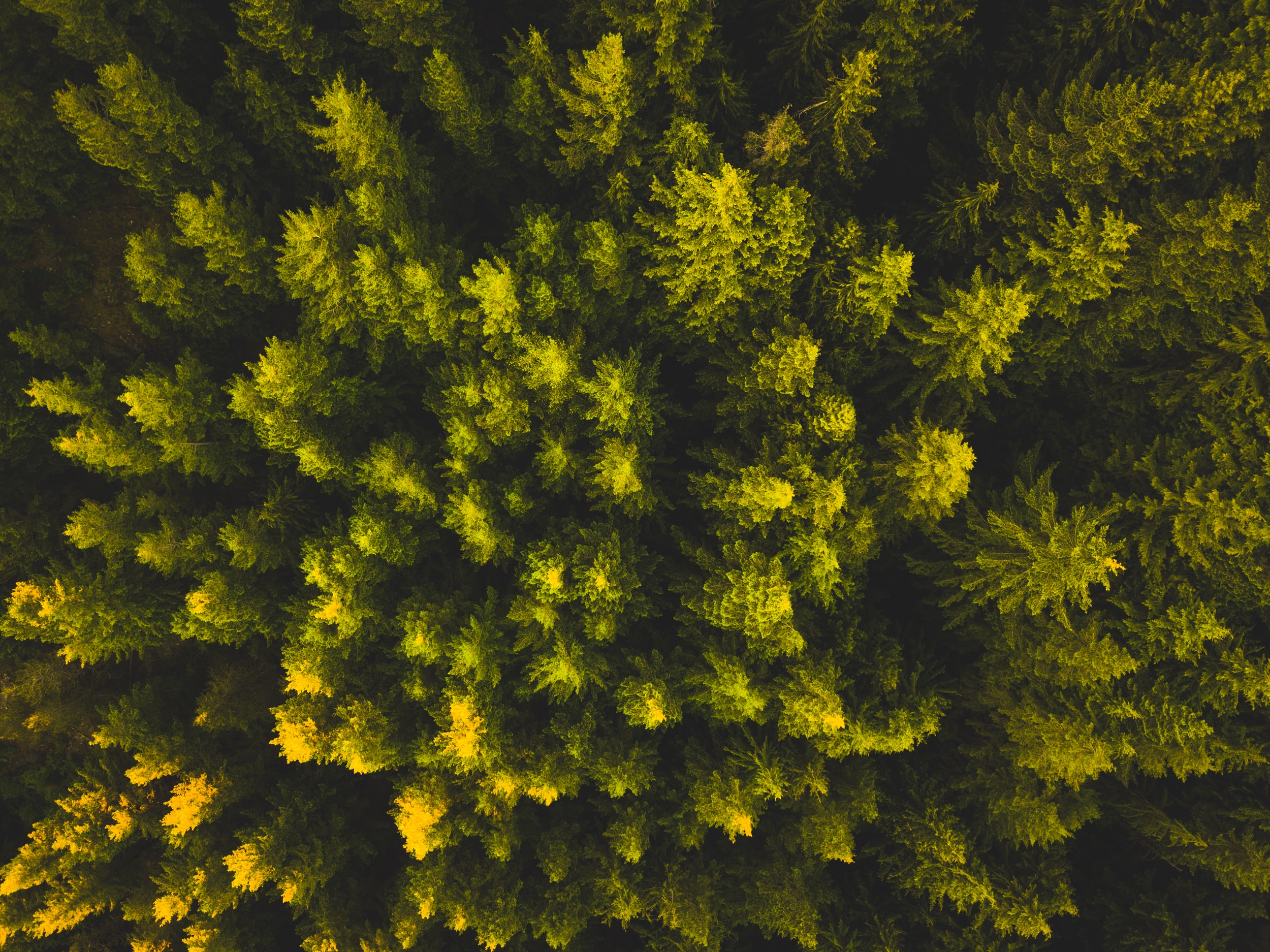 header-sub